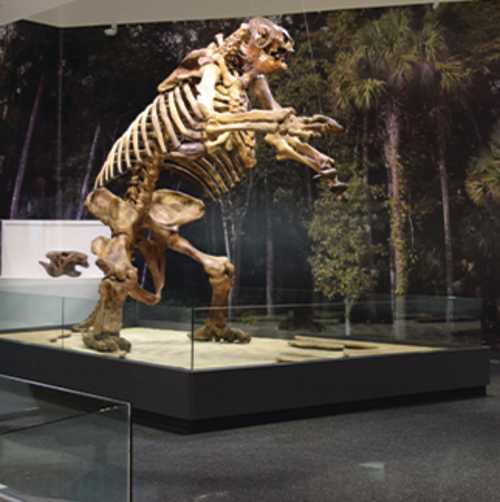 The Smithsonian Affiliated Museum of Arts & Sciences features a Giant Ground Sloth discovered in Daytona Beach