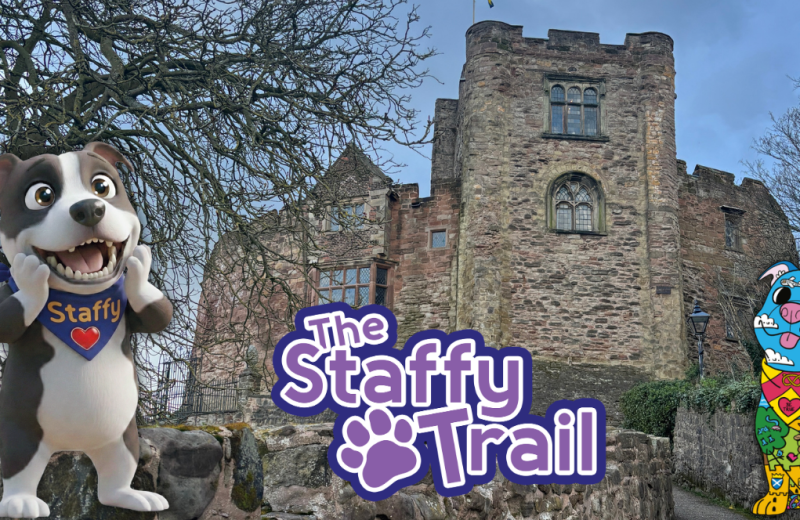 Infographic promoting the Staffy Trail in Tamworth shows Tamworth castle in the background with Staffy Trail logo, Staffy amazed and a decorated Staffy sculpture