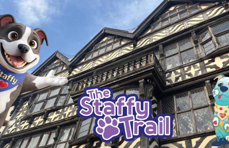 Infographic promoting the Staffy Trail in Stafford shows Ancient High House in the background with Staffy Trail logo, Staffy and a decorated Staffy sculpture.