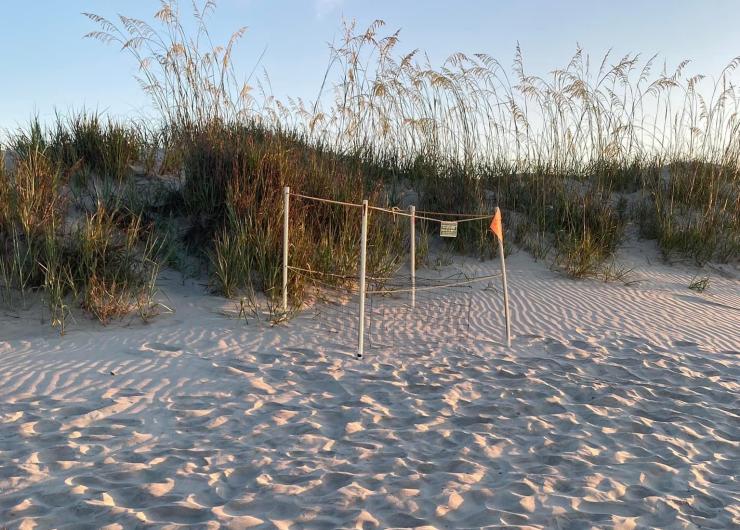 A protected sea turtle nest on the beach