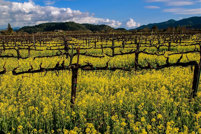 Winter vines and mustard in Napa Valley