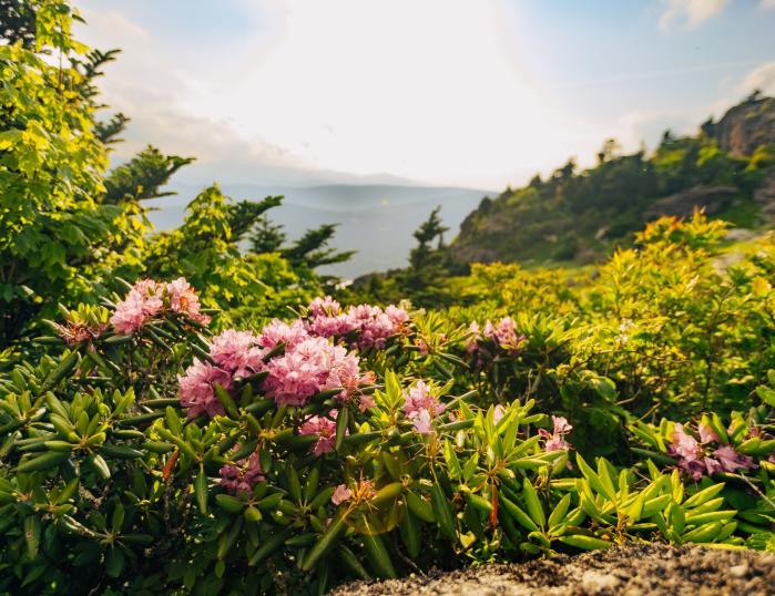 Pink rhododendron blooms in the center of the photo are framed by lush mountain foliage.
