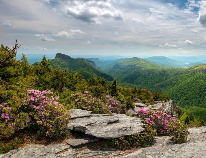 A lush Linville Gorge is seen from a rugged overlook with blooming pink rhododendrons in the foreground.