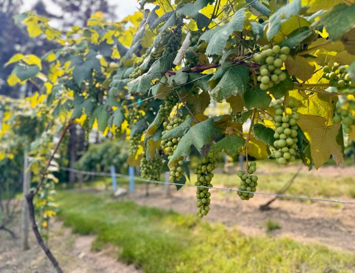 Green grapes hang from a vine along a thin wire.