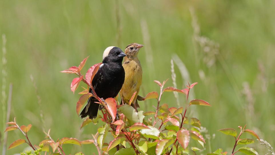 Birds of Bucks County: Species & to Them