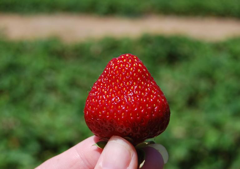 Strawberry picking at Bricker Farm