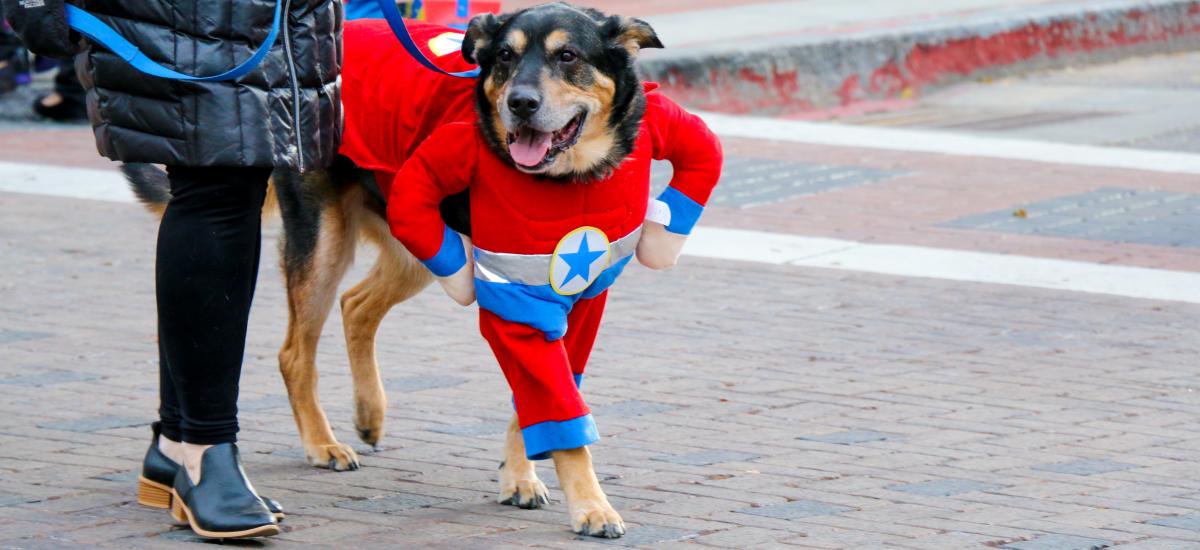 Dog in super hero costume