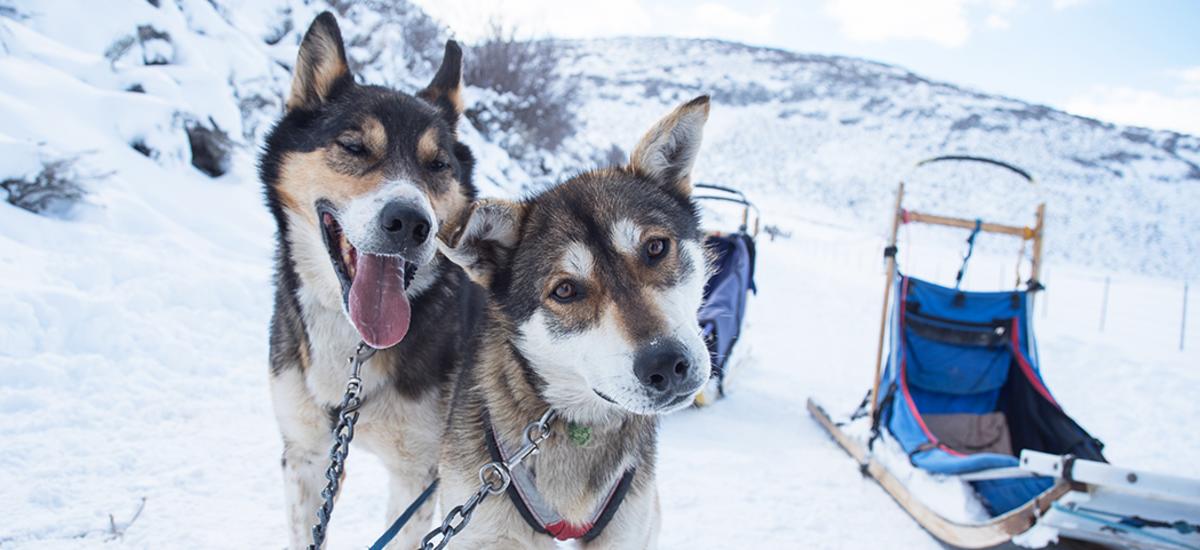 Two Sled Dogs Looking at Camera with Blue Mushing Sled in Background
