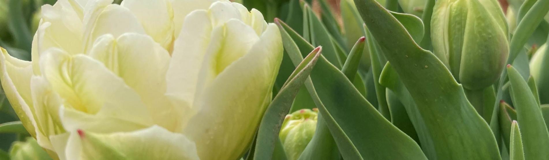 Pick Your Own Tulips at Hubert Family Farms