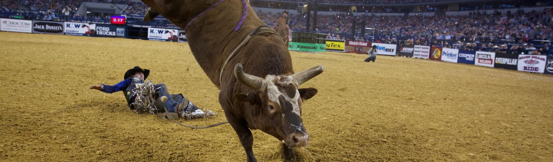 10 Things You Didn't Know About the Bulls of PBR