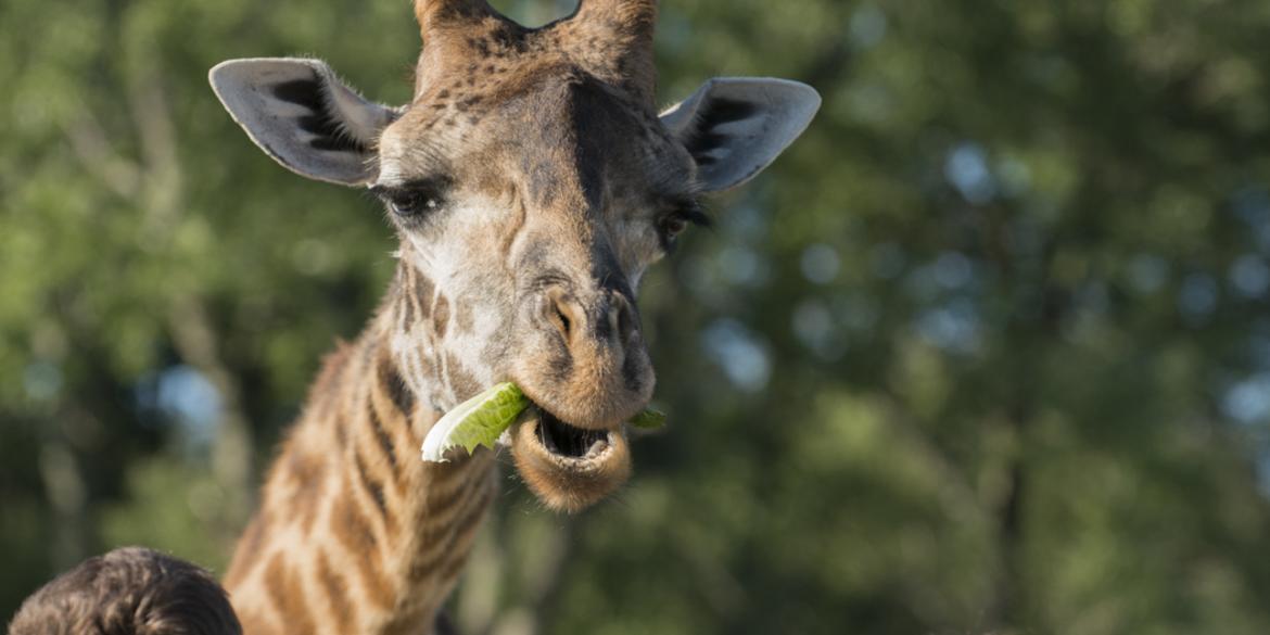 Two children watching a giraffe at the Columbus Zoo