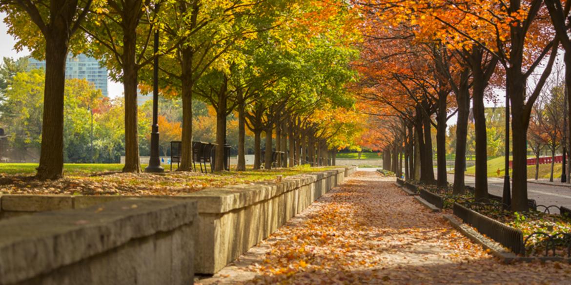 Orange and yellow fall trees line McFerson Commons in Columbus