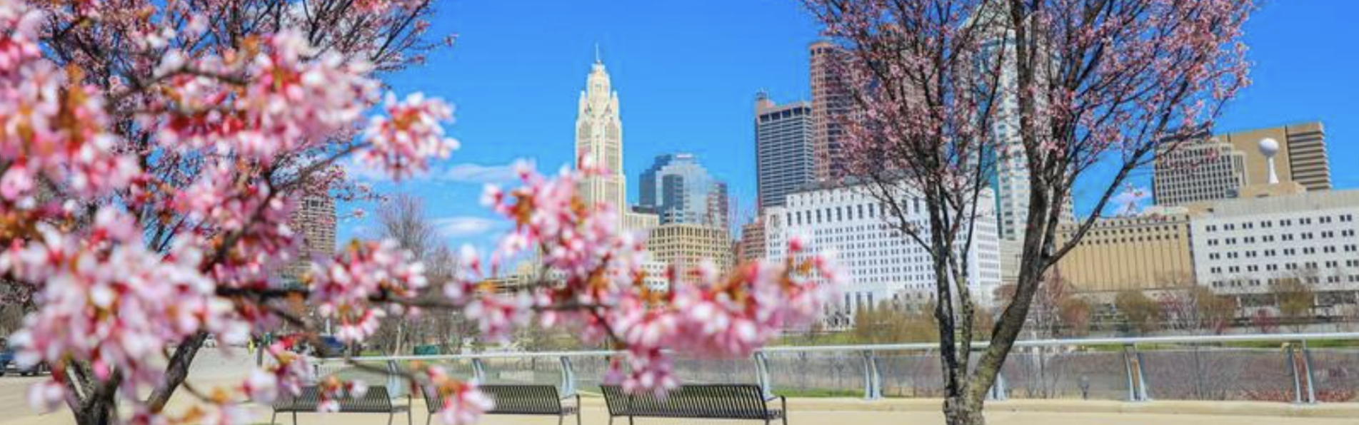 Cherry Blossoms downtown