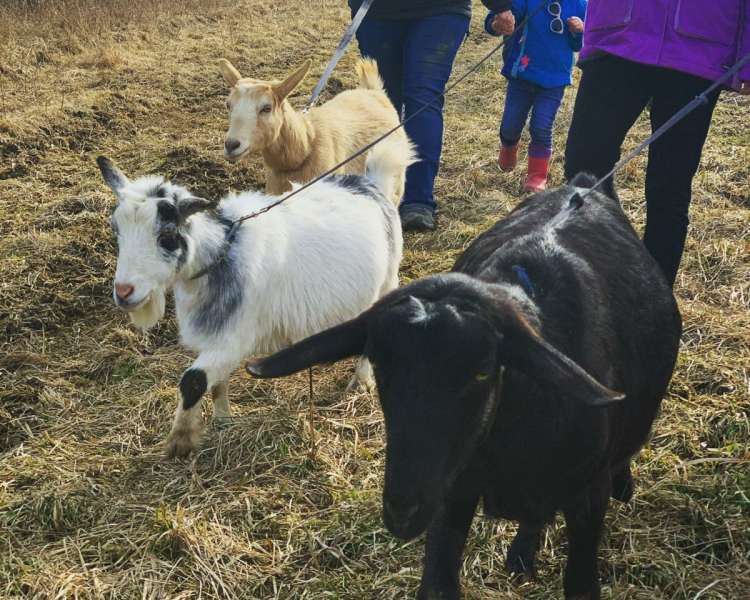 People in coats walking leashed goats.