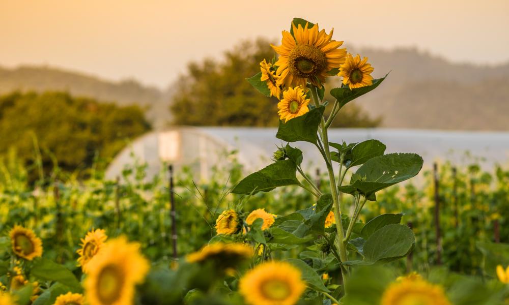 The French Laundry Garden - Emma K. Morris - Sunflowers Against Dusk Sky