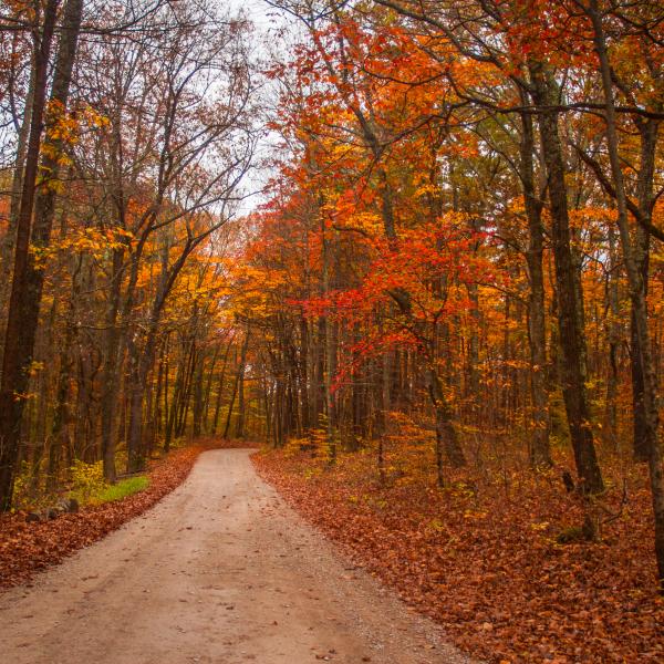 Hoosier National Road in Fall