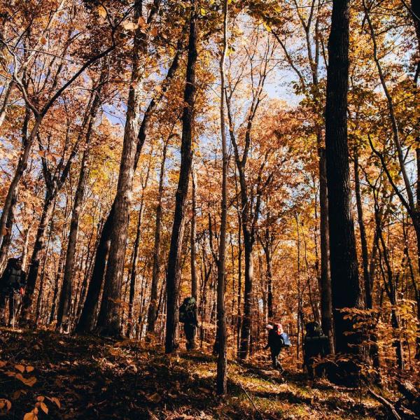 People hiking through the Hoosier National Forest during fall