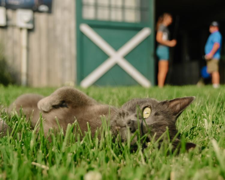 Cats of the Bluegrass