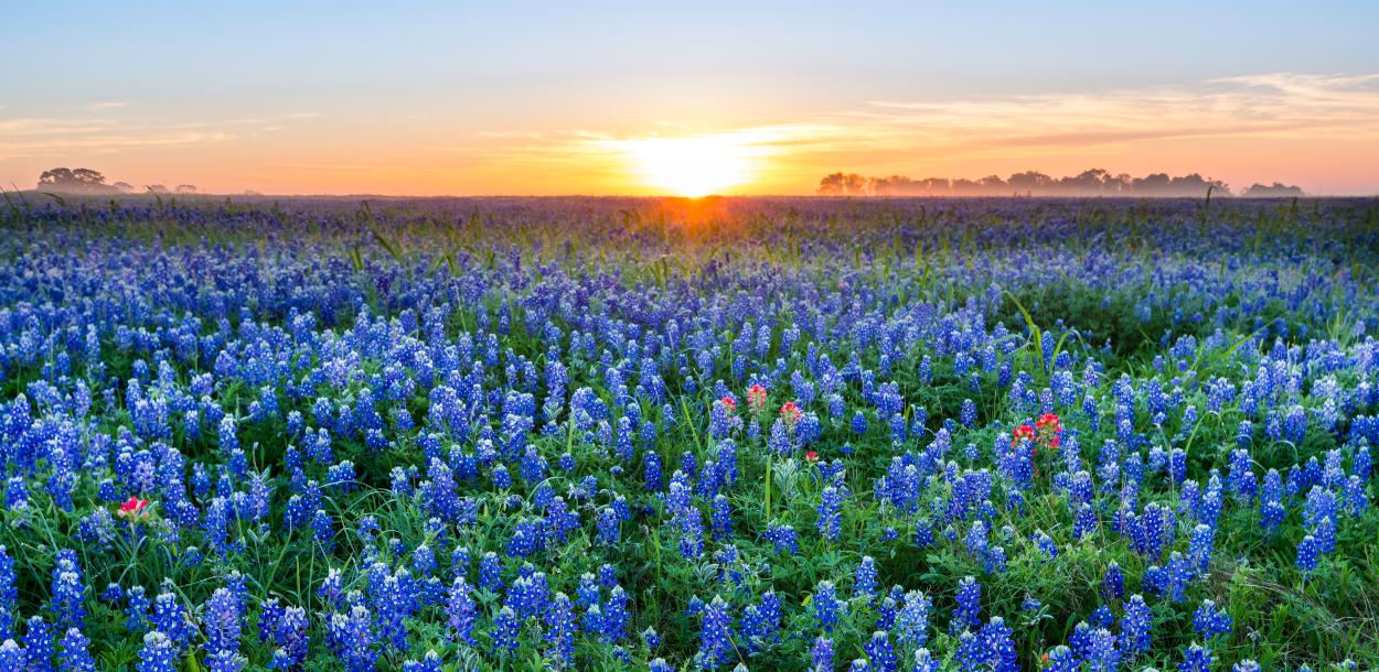 Sunrise over a field of bluebonnet flowers near austin texas