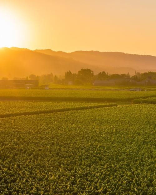 Best Places to Watch the Sunset in Napa Valley