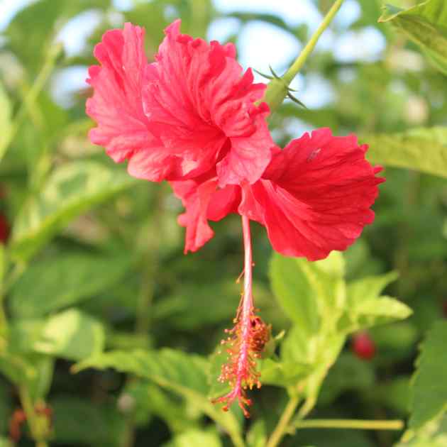National Flower Of Guam Best Flower Site