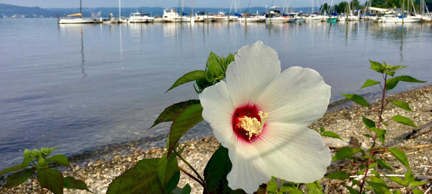 A white flower is in full bloom. In the background is the Hudson River and sailboats docked in a marina.