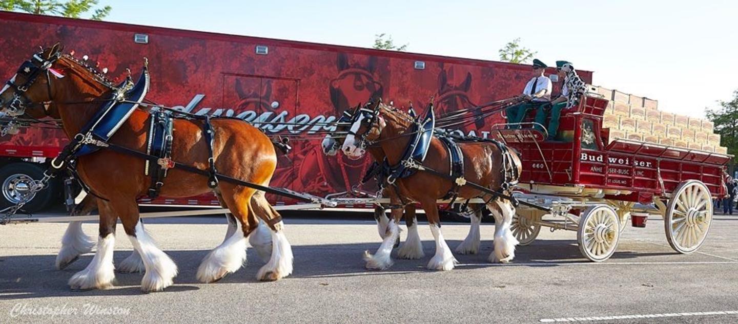 See the Budweiser Clydesdale Horses in Downtown Temple, image size:1440x633
