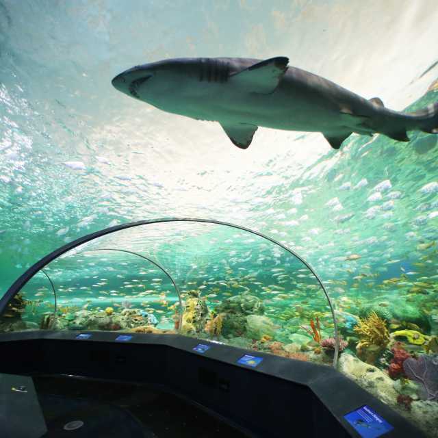 A shark swims in the Shark Tunnel at Ripley's Aquarium of Canada.