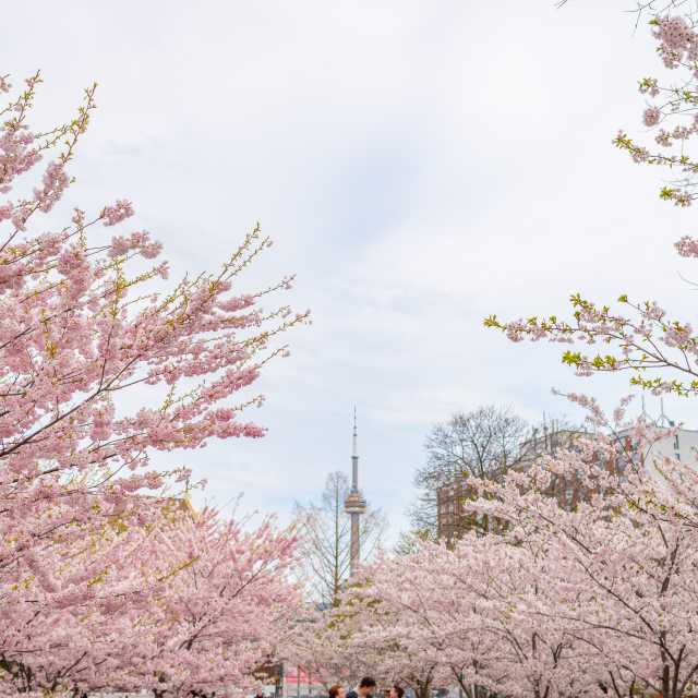 Cherry blossoms bloom in spring at Trinity Bellwoods Park