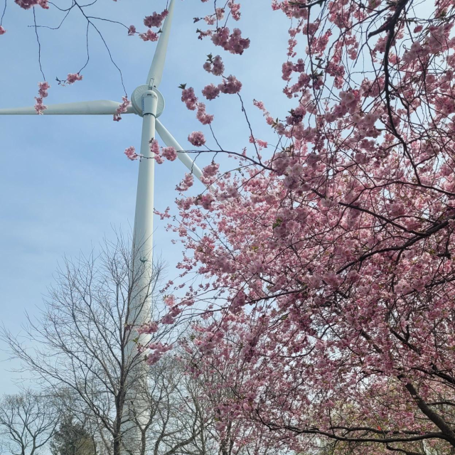 Exhibition Place Wind turbine Image in spring