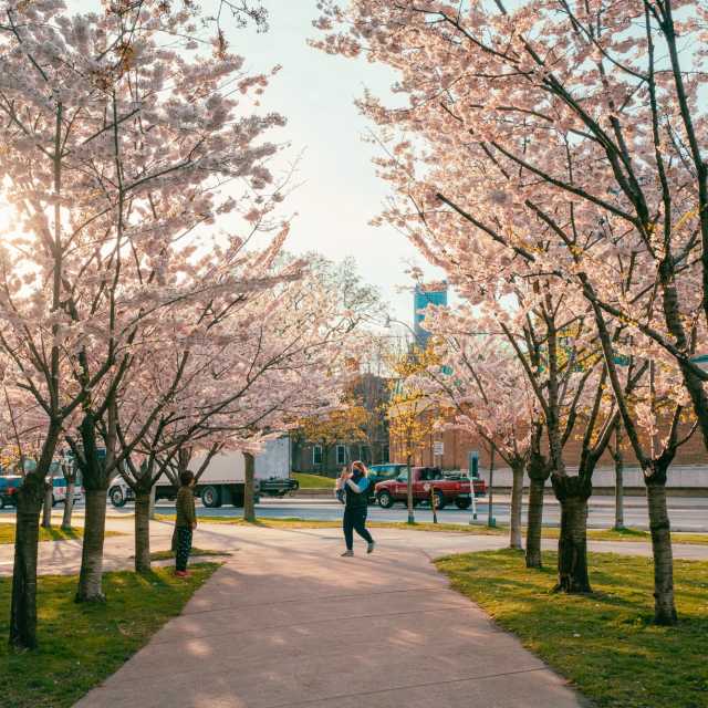 Cherry Blossom Trees at Robarts Library in Toronto