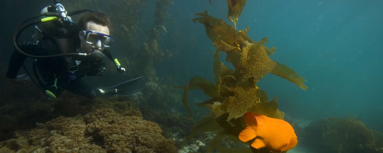 Scuba Diving Catalina Island Visit Catalina Island