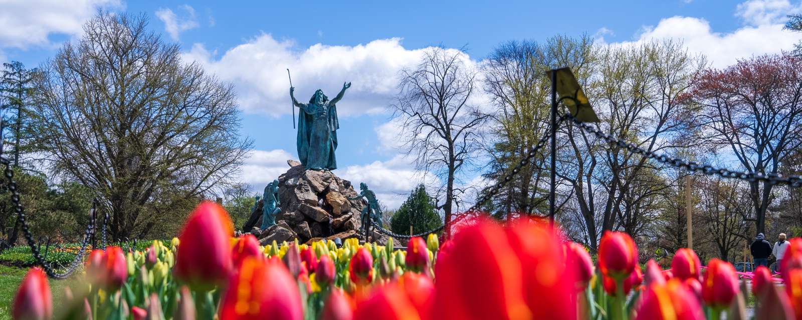Tulips in Washington Park