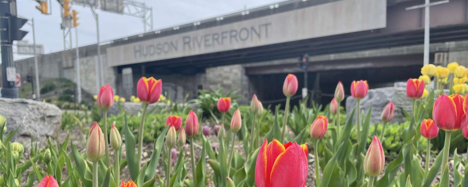 The Bridge Garden with tulips