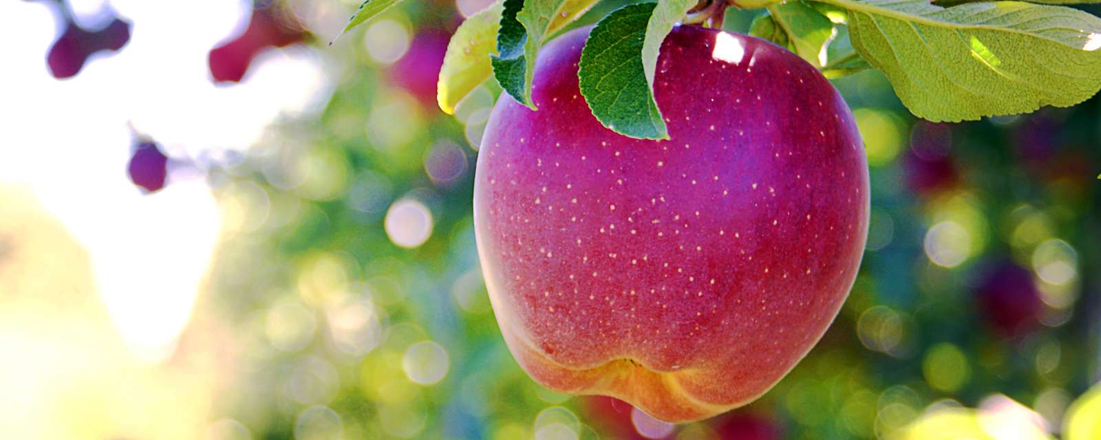 Apple tree