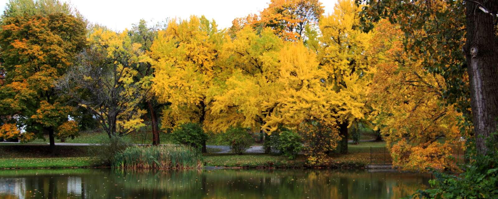 Washington Park Fall
