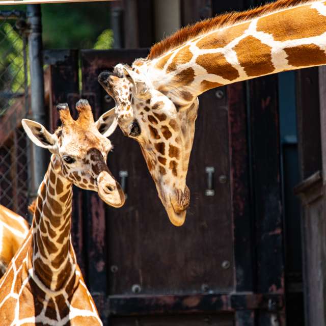 Oakland Zoo Kijiji Giraffe
