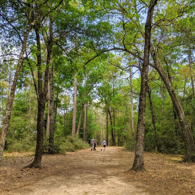 Walking in The Woodlands