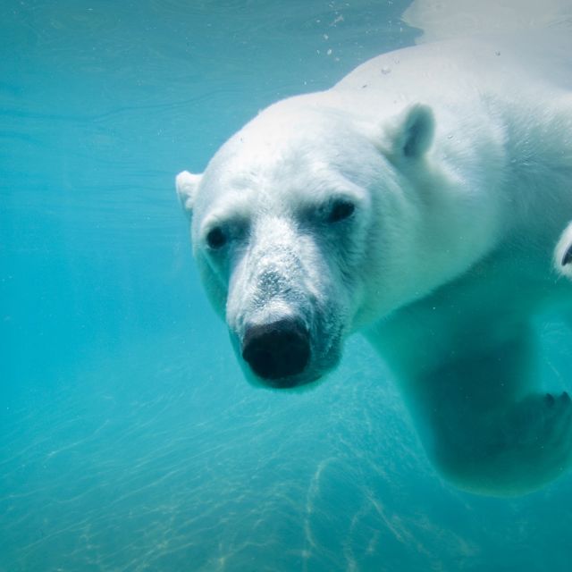 A polar bear swims at the Toronto Zoo