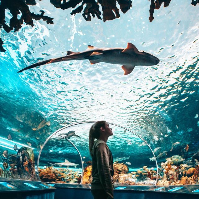 A shark swimming over the top of the shark tunnel at Ripley’s Aquarium as a child watches in awe.
