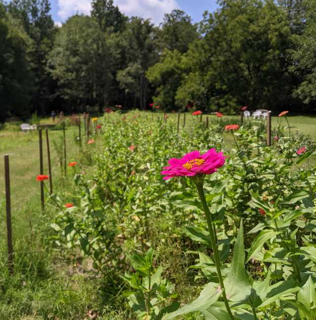 U-Pick Seasons|Visit Johnston County, NC