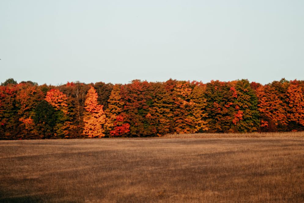 Fall Colors - Treeline