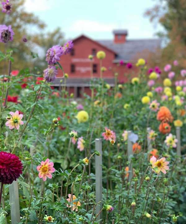 Image of Bonneyville Mill County Park with flowers