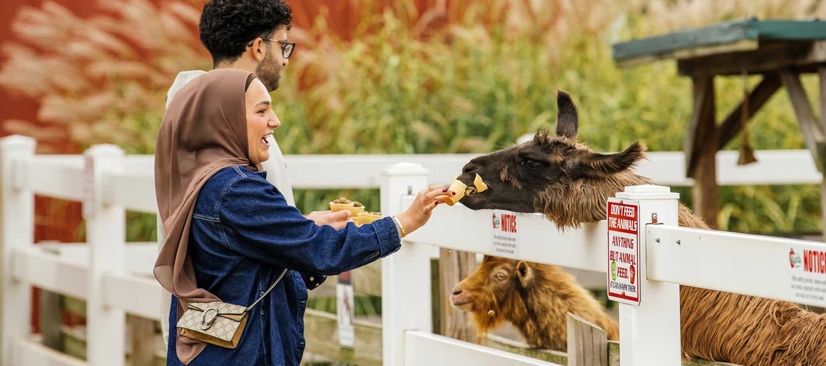 Woman laughing as she feeds a llama by a white fence