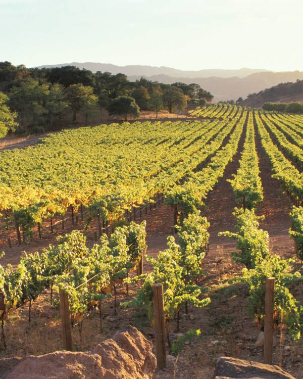Vineyards in Oakville, Napa Valley