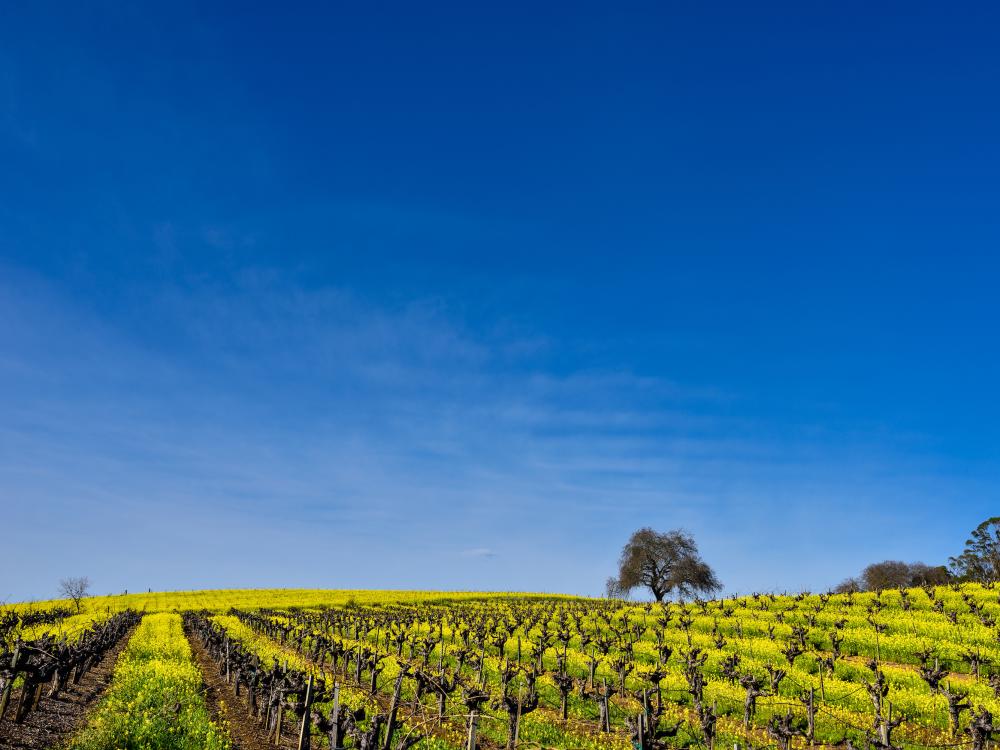 Napa Valley vineyard in winter with mustard