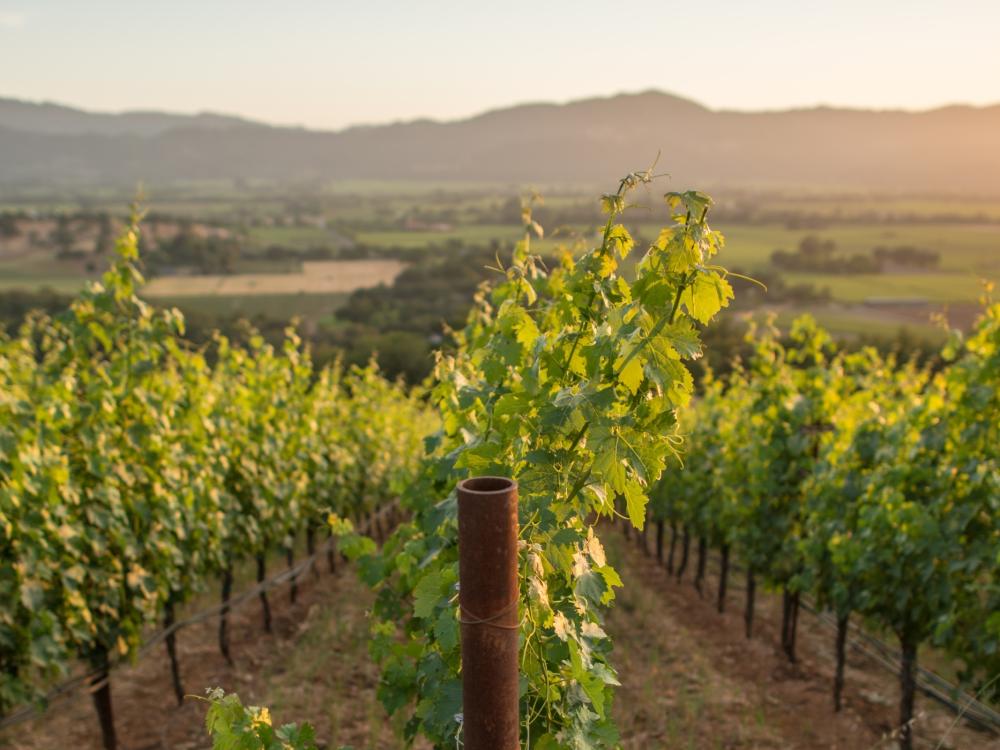 Summer in Napa Valley vineyards