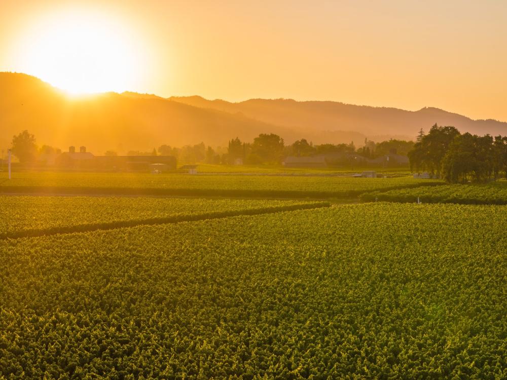 Sunset in Napa Valley Vineyard