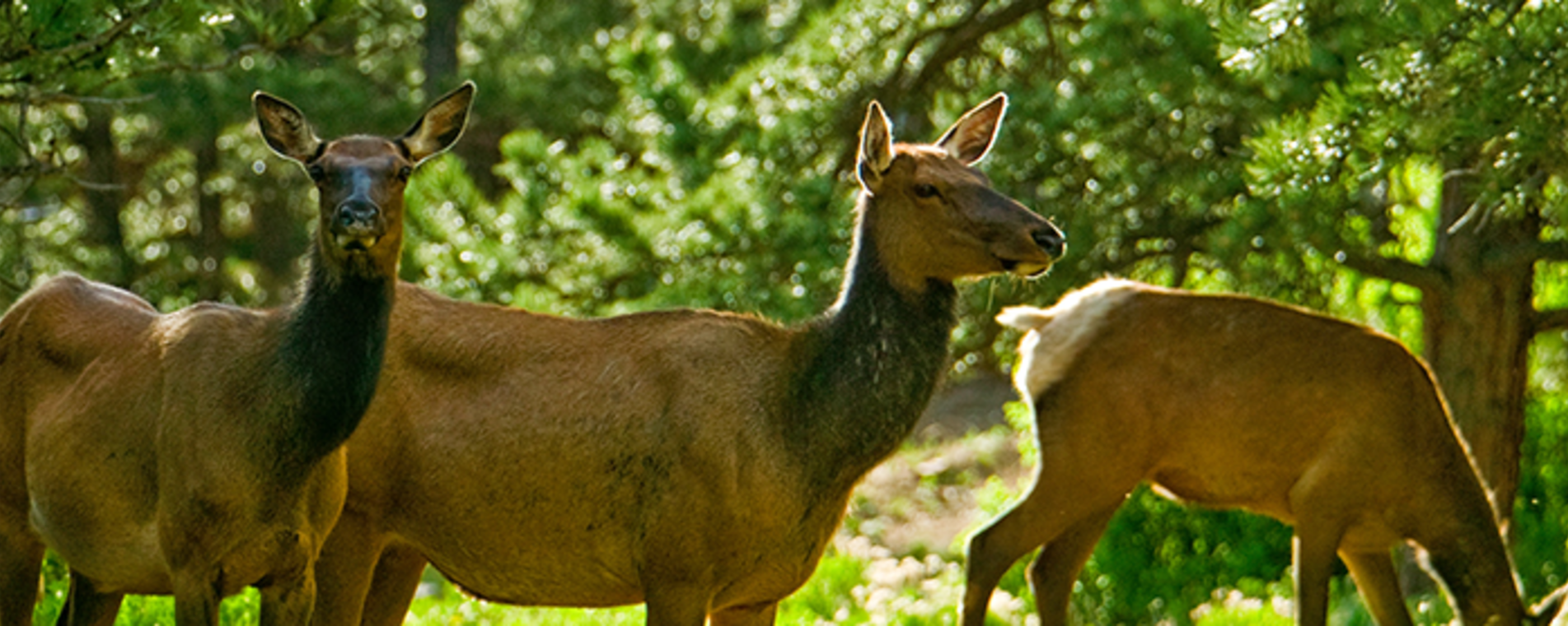 Marin Wildlife Watch | One Tam