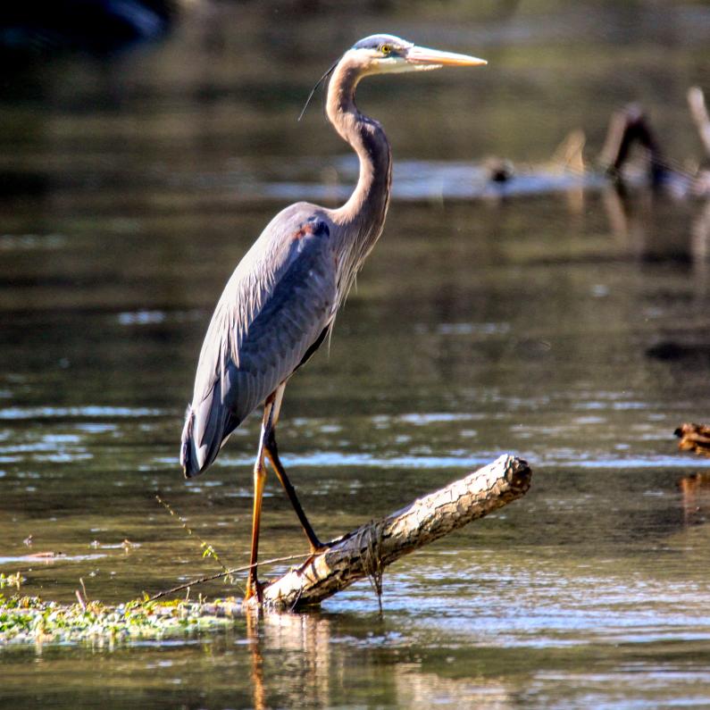 Bird at Letort